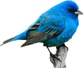 Blue Bird Png