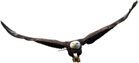 Flying Eagle Bird
